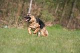 BERGER ALLEMAND 1305